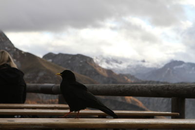 Bird perching on railing against mountains