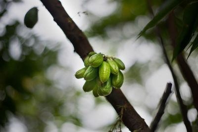 Low angle view of plant