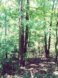 Trees in forest