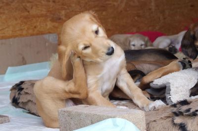 Close-up of dog relaxing on floor