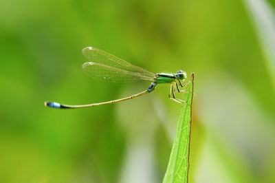 Close-up of damselfly on plant