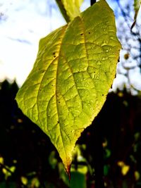 Close-up of leaf against sky