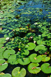 High angle view of lily pads in lake