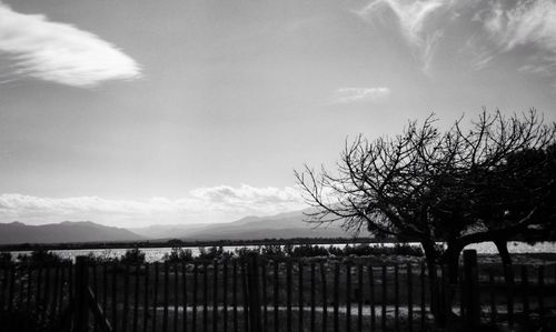 Bare trees on field against sky