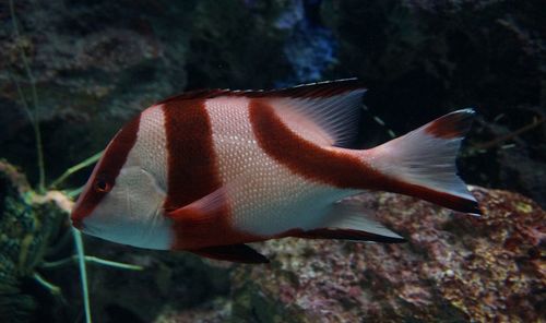 Fish swimming in sea