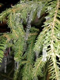 Close-up of wet pine tree during rainy season