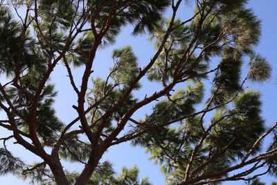 Low angle view of tree against sky