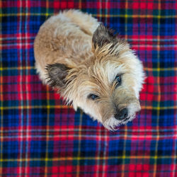 Close-up portrait of a dog