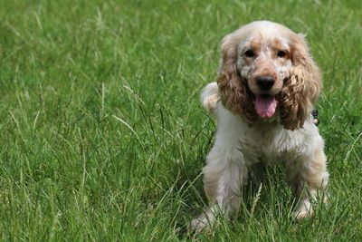 Portrait of dog sticking out tongue on field