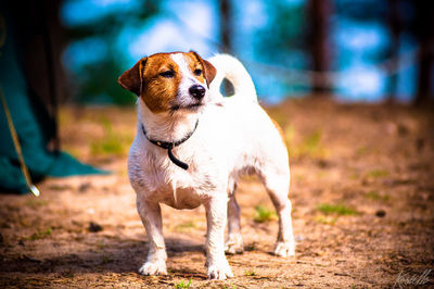 Jack russell terrier on field