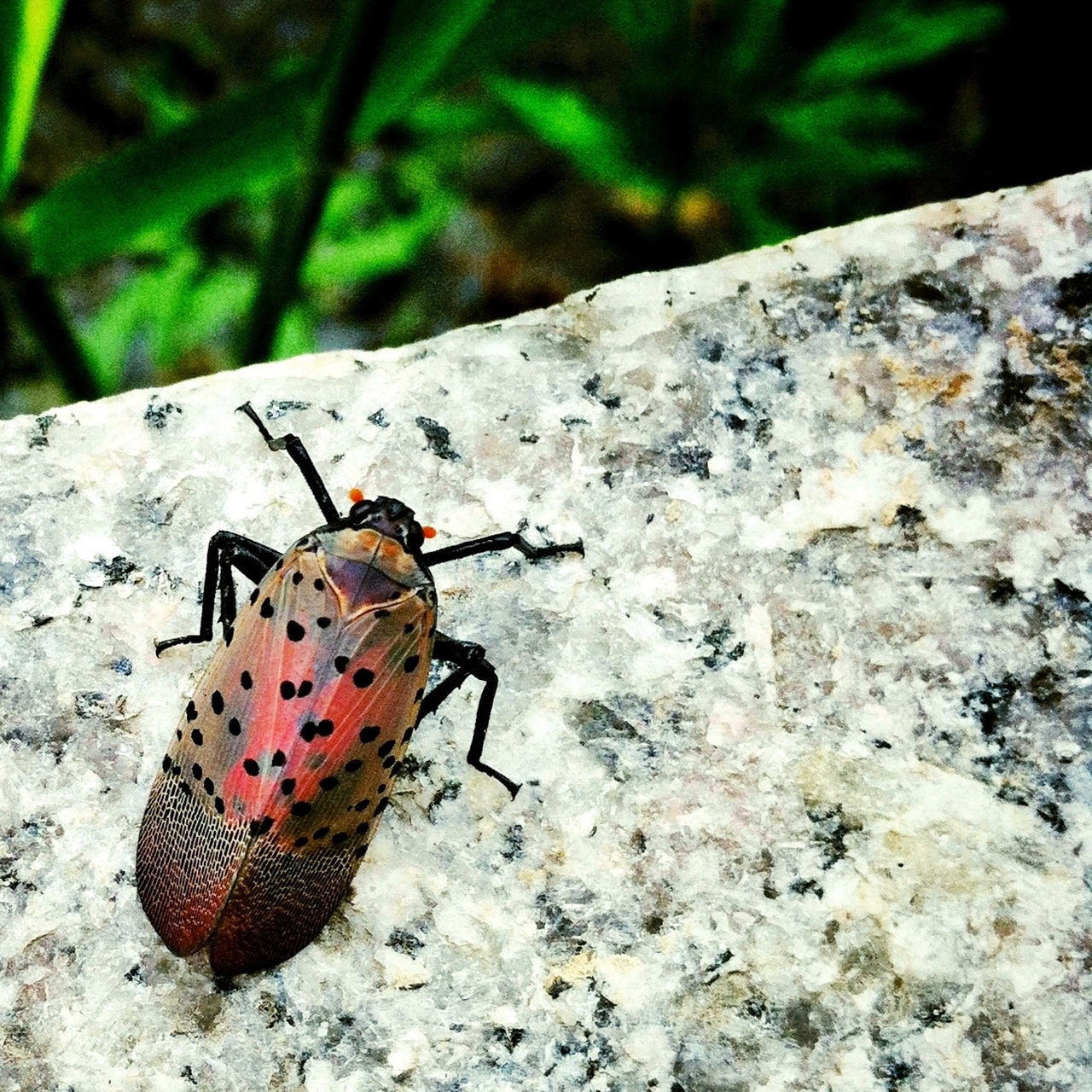 animal themes, insect, one animal, animals in the wild, wildlife, close-up, animal markings, butterfly - insect, red, spotted, animal antenna, high angle view, focus on foreground, day, butterfly, nature, outdoors, no people, natural pattern, ladybug