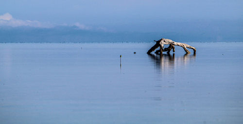 View of crab on beach