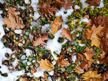 High angle view of autumn leaves on snow covered field
