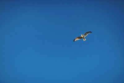 Low angle view of bird flying against clear blue sky