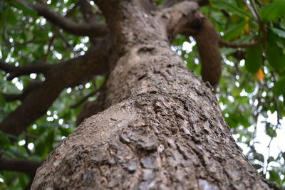 Low angle view of tree trunk