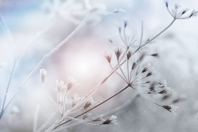 Close-up of snow on plant