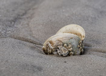 Close-up of shell on sand