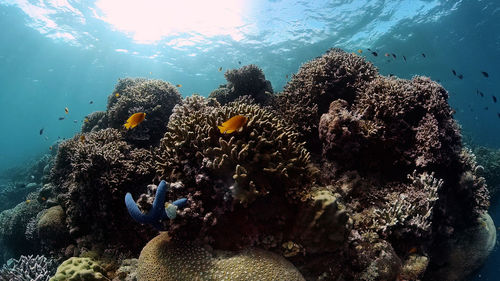 Low angle view of coral swimming in sea