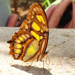 Close-up of butterfly on hand