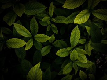 Full frame shot of leaves