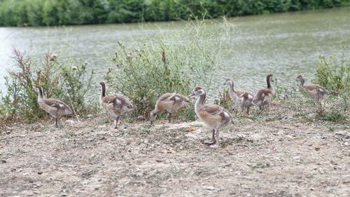 Flock of sheep in a water