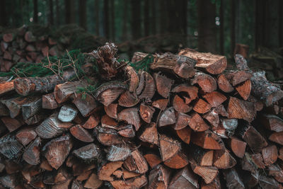 Stack of logs in forest