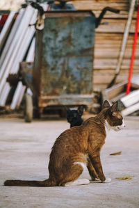 Side view of a relaxed cat