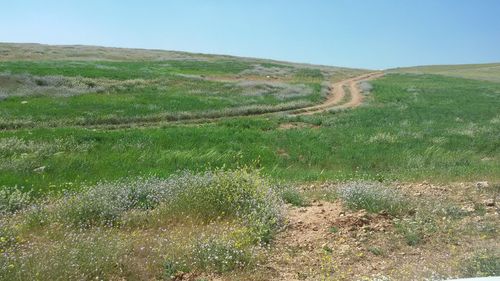 Scenic view of field against clear sky