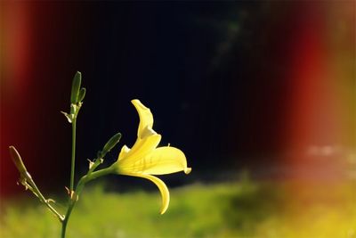 Close-up of yellow flower