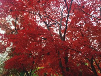 Low angle view of trees