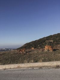 View of sheep on road