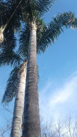 Low angle view of palm tree against sky