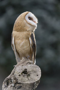 Close-up of owl perching on tree