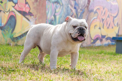 View of a dog looking away