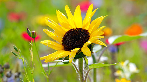 Close-up of yellow flower blooming outdoors