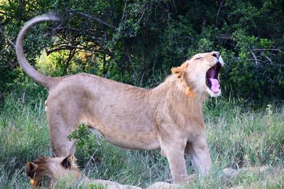 View of a cat on grass