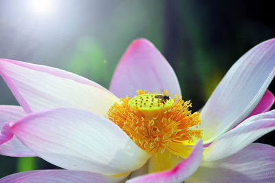 Close-up of honey bee on pink flower