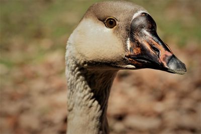 Close-up of a bird looking away