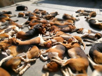 Dogs sleeping on road in sunny day