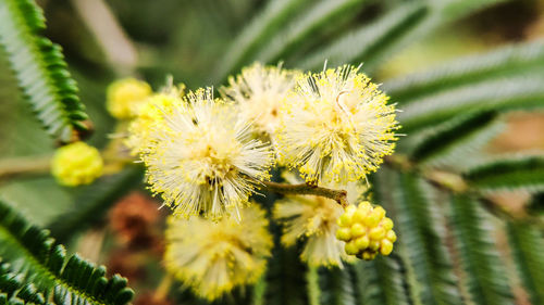 Close-up of yellow flowering plant