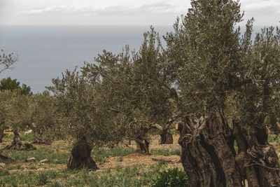 Trees on landscape against cloudy sky