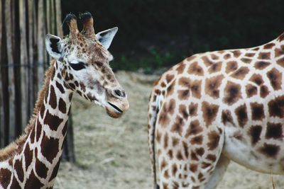 Close-up portrait of giraffe