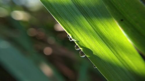 Close-up of wet plant leaves
