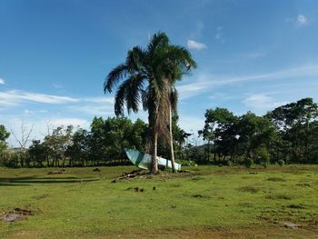 Palm trees on field against sky