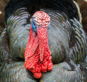 Close-up of turkey