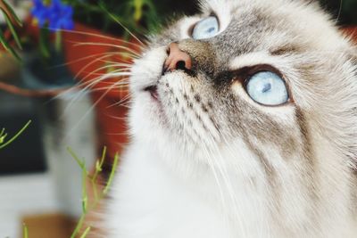 Close-up portrait of cat