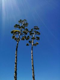 Low angle view of trees against clear blue sky