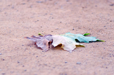 Close-up of dried autumn leaf