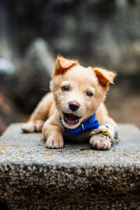 Close-up portrait of puppy