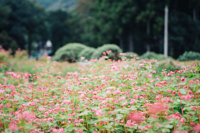 Flowers blooming at park